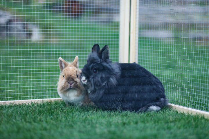 KERBL Freigehege Vario